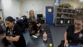 Behind-the-scenes at Perth Vet Emergency