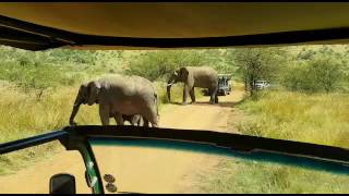 Slonovi U Nacionalnom Parku Pilansberg Južnoafrička Republika