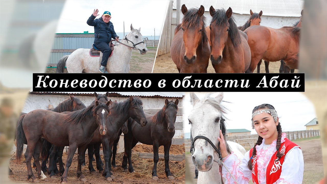 Коневодство в области Абай