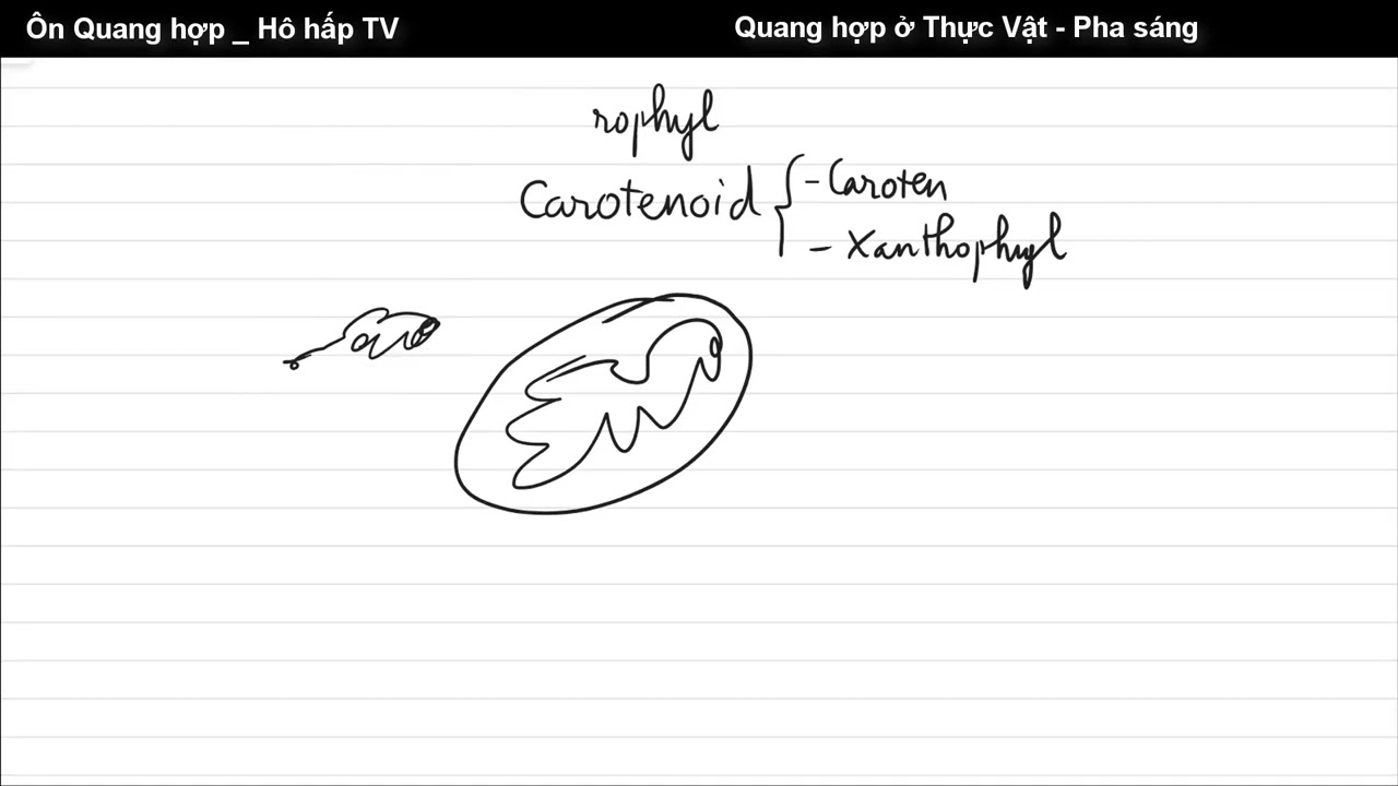 Tổng ôn Quang hợp và Hô hấp ở TV