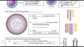 Genetics III, Video II - Counting Chromosomes