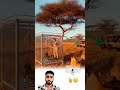 وحيد القرن يشق الأشباك الدائرية والفتاة في الداخل بين الخطر والأمل Allah Funny اكسبلور 