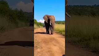 Elephant Dance 😨 How is Possible 😱😱 #elephant #dance #shorts #clips #animatic