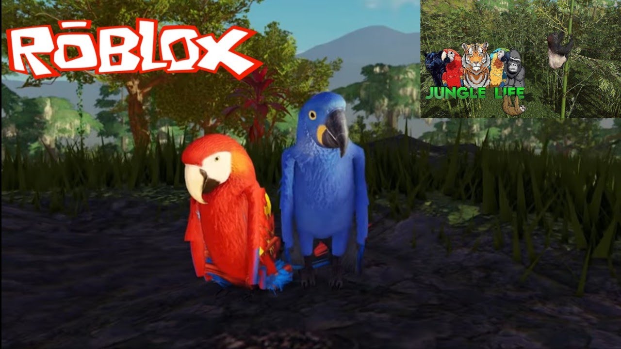 ARARA CHEGANDO NO JUNGLE LIFE 🦜🔥 VIDA NA SELVA @noyoproductions 