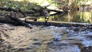 Peñasquitos Creek Falls (Relaxing river sound, white noise, nature audio)