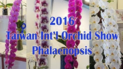 Sam S Orchids Youtube