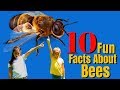 Bee Knowledge Quiz
