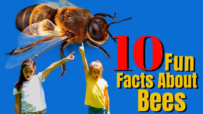 How to Save or Help a Bee, Top 10 Bee FAQs