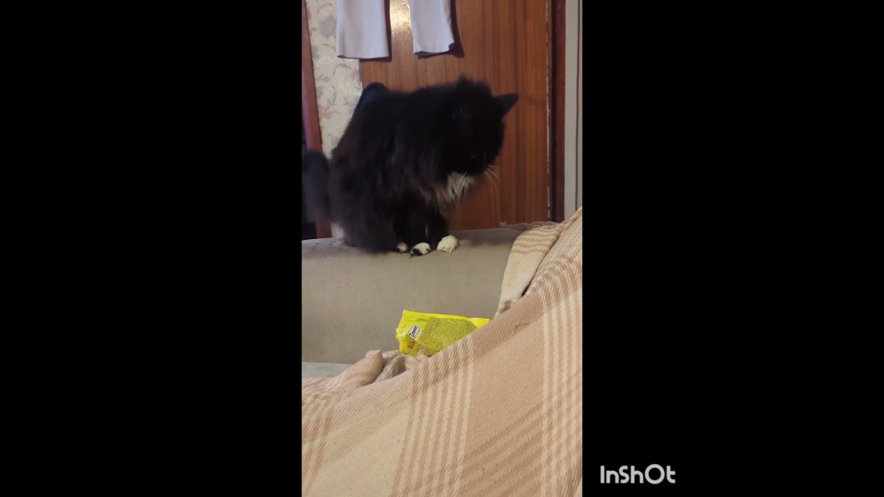 I had to record this as it was making me laugh. Yes, she loves her dreamie cat treats.