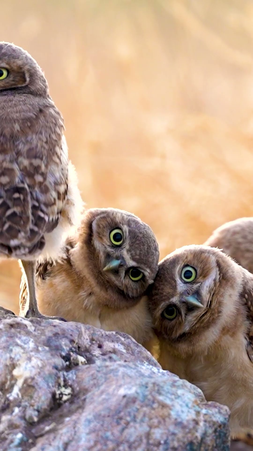 Feeling the Beat ? #Owls #Birds #Wildlife #CuteAnimals