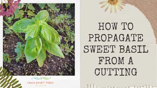 Endless Supply From One Plant | How To Propagate Basil From A Cutting