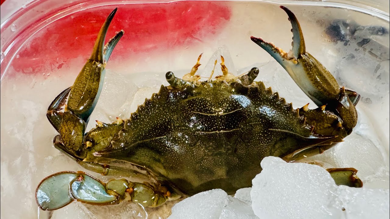 Cooking the most expensive & legal sized blue claw crab I caught! 🦀 