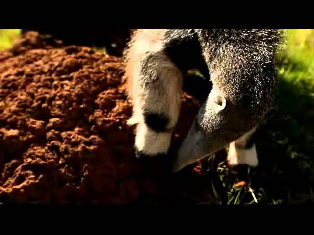 Tamanduá-mirim 'zangado' invade chácara e avança contra