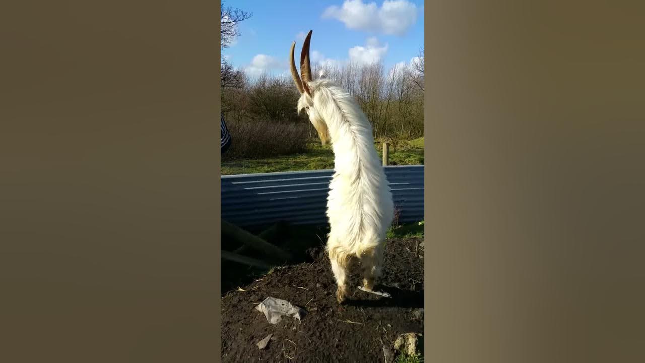 When goats attack YouTube