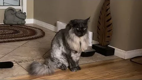 Watch the video about Four cute adorable kitties mainecoons breakfast catio chat funny cats pets animal family video vlog