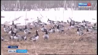 Стаи перелётных птиц задержались в Мезенском районе Стаи перелётных птиц задержались в Мезенском районе