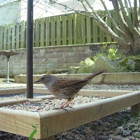 A cute little dunnock bird on the seed catcher tray #birds #dunnocks #birdvideo #hedgesparrows