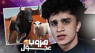 العجـول في العيــد خرجت عن السيـطرة 