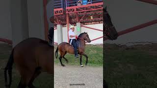 Marengo de 2 M P1 trote y galope colombiano ➡️ Somos @potroscolombia  caballo criollo colombiano