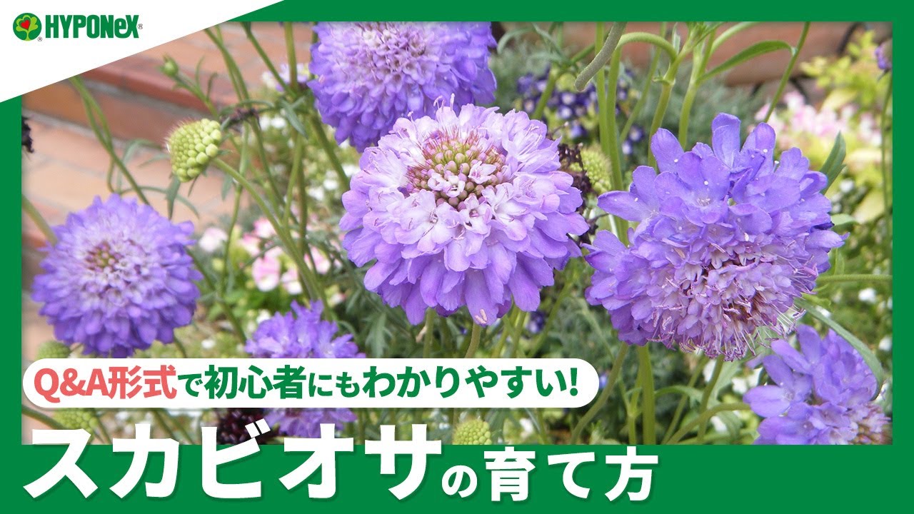 ☘251: [Q&A] How to grow Scabiosa | What are the popular varieties