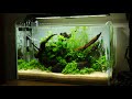 How To Set Up a Dirted Tank | Step By Step