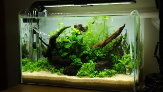 How To Set Up a Dirted Tank | Step By Step