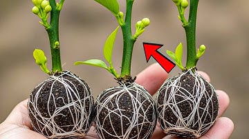 Hoe je citroenbomen direct kunt klonen met deze verborgen voortplantingstruc