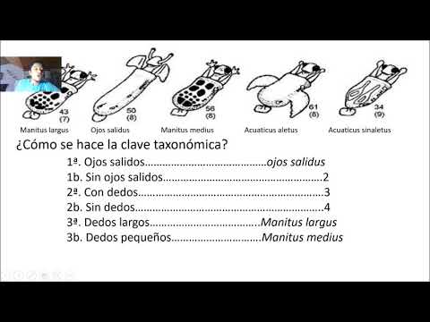 Video: ¿Qué es una clave taxonómica dicotómica? ¿Cómo se crea?