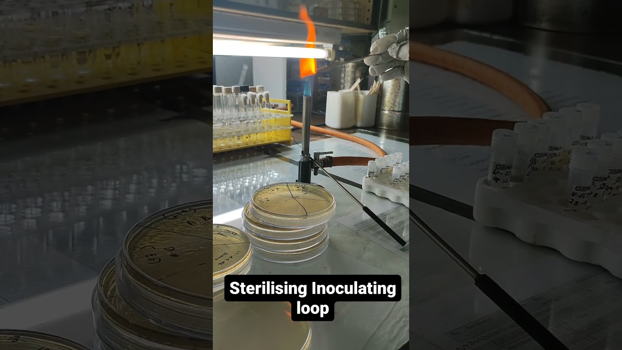 Esterilizado  de asas