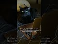 Las travesuras seguirán, ¡el CyberCat también! 🐱
