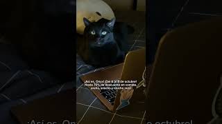 Las travesuras seguirán, ¡el CyberCat también! 🐱