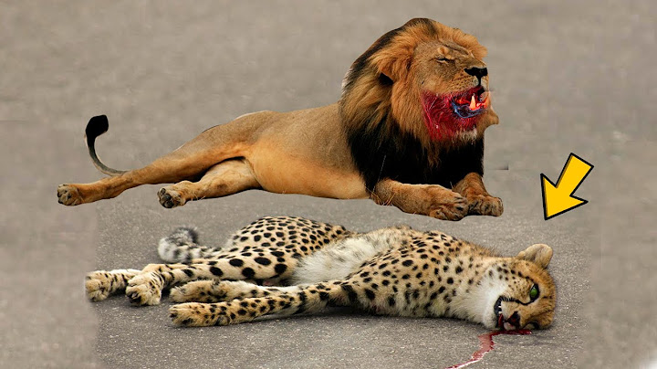 THIS IS WHAT HAPPENS WHEN THE LION MEETS THE CAPE HORSE