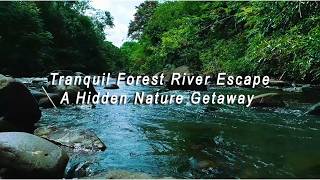MALUS15 Tranquil Forest River Escape A Hidden Nature Getaway”