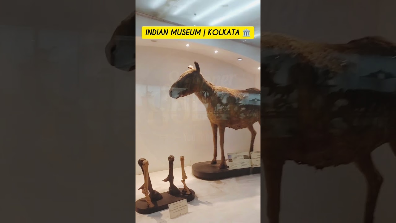 Indian Museum Animal Diorama 🐯🐻 | Kolkata Museum Inside 