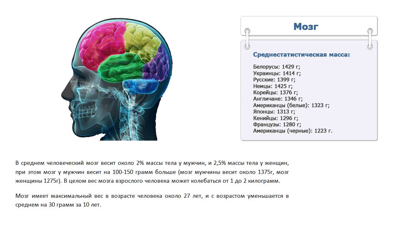 Объем головного мозга наибольшее. Вес мозга человека мужчины и женщины. Масса мозга взрослого человека. Вес головного мозга у взрослого человека.