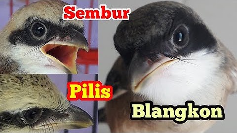 Cara Membedakan Cendet Anakan Blangkon, Sembur dan Pilis
