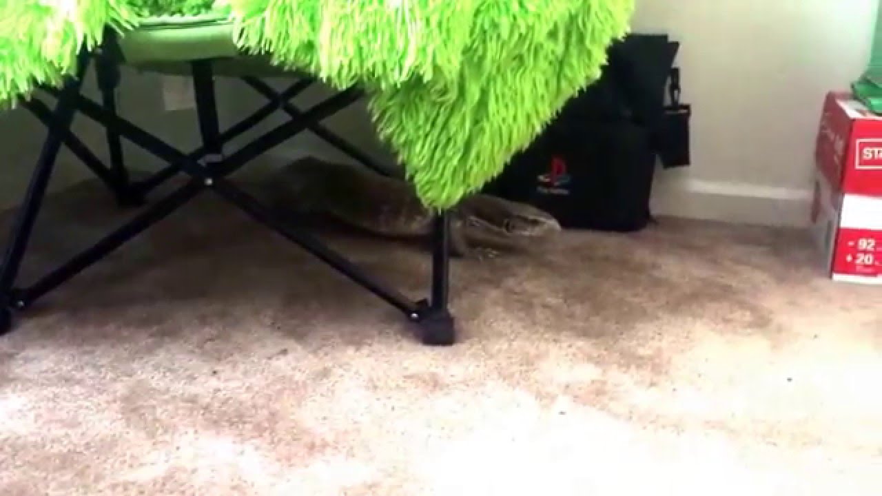 camera iphone 8 plus apk Odin has a itchy tail!