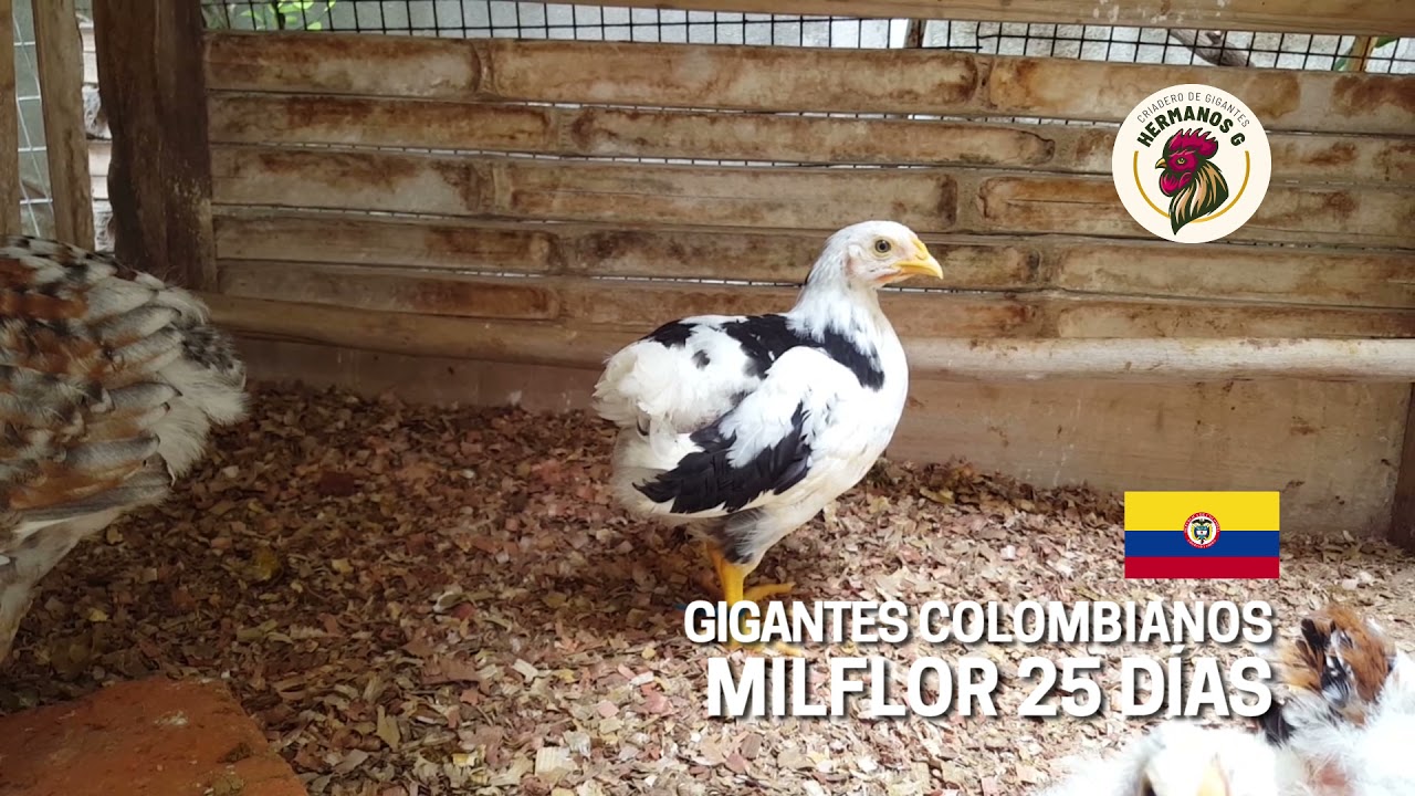 pollitos gigantes mil flor colombianos