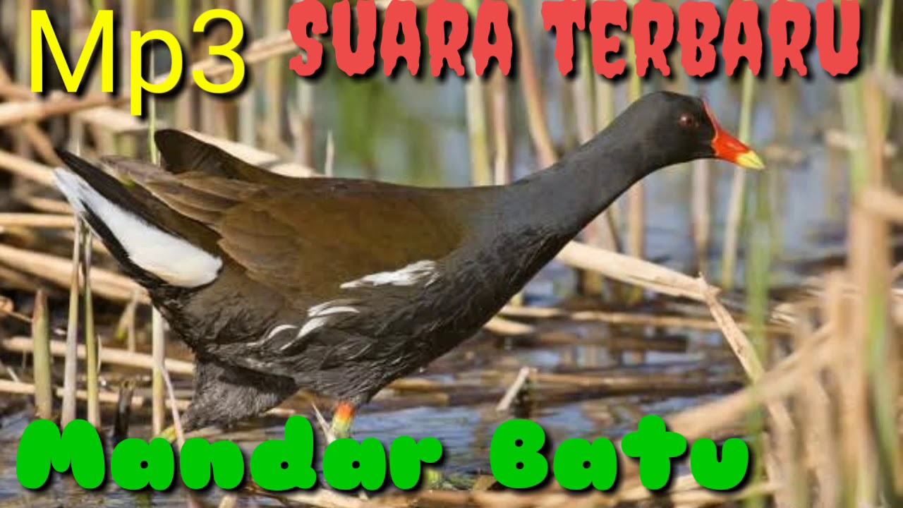  Mp3  suara  burung  mandar YouTube