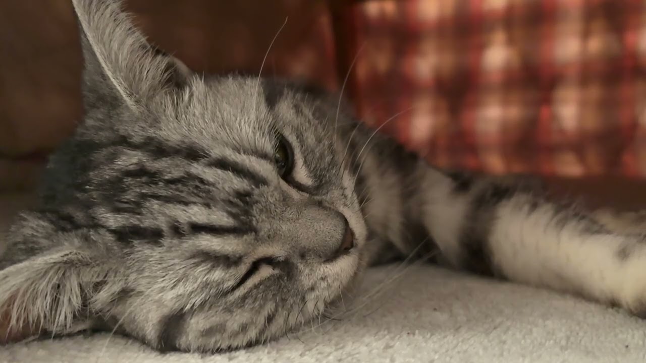 見た目からしてくつろいでいることが分かる猫のクレアさん