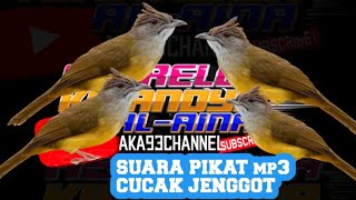 suara pikat burung cucak jenggot yang  banyak di pikat orang