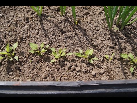 Вопрос: Земляничный шпинат. Какие отзывы Когда снимать урожай?