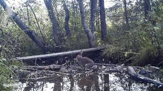 ID1582/Висимский заповедник/Другие виды животных/Заяц обедает ч.1 ID1582/Висимский заповедник/Другие виды животных/Заяц обедает ч.1