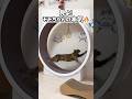 本気で走るモモちゃんを見よ！ #shorts