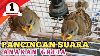 suara anakan burung gereja minta loloh/makan