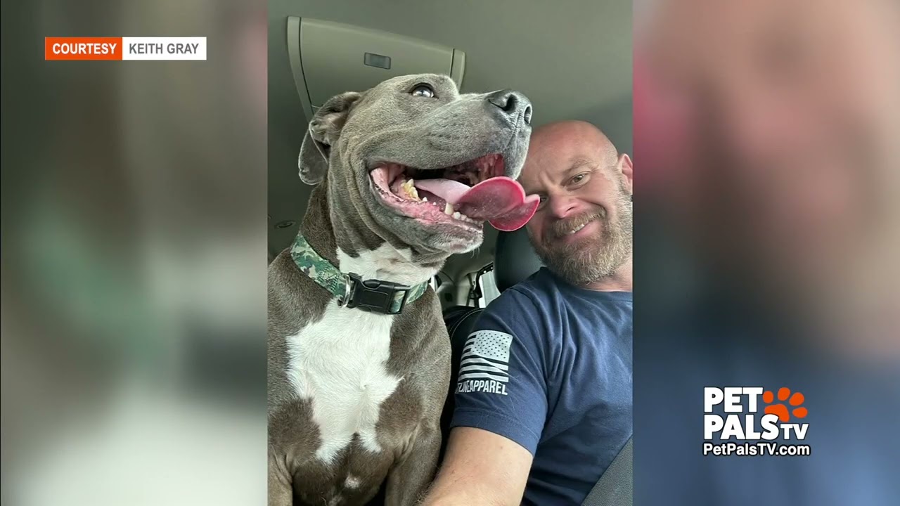 Pickles the Pit Bull adopted!