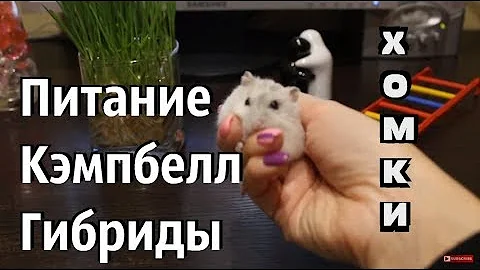 МОЖНО ЛИ ДЖУНГАРСКИМ ХОМЯКАМ МОРКОВКУ? ПИТАНИЕ КАРЛИКОВОГО ХОМЯКА