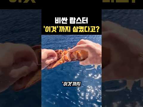 비싼 랍스타 '이것'까지 삼켰다고? thumbnail