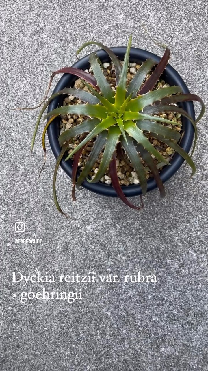 Dyckia reitzii var. rubra × goehringii #dyckia #ディッキア