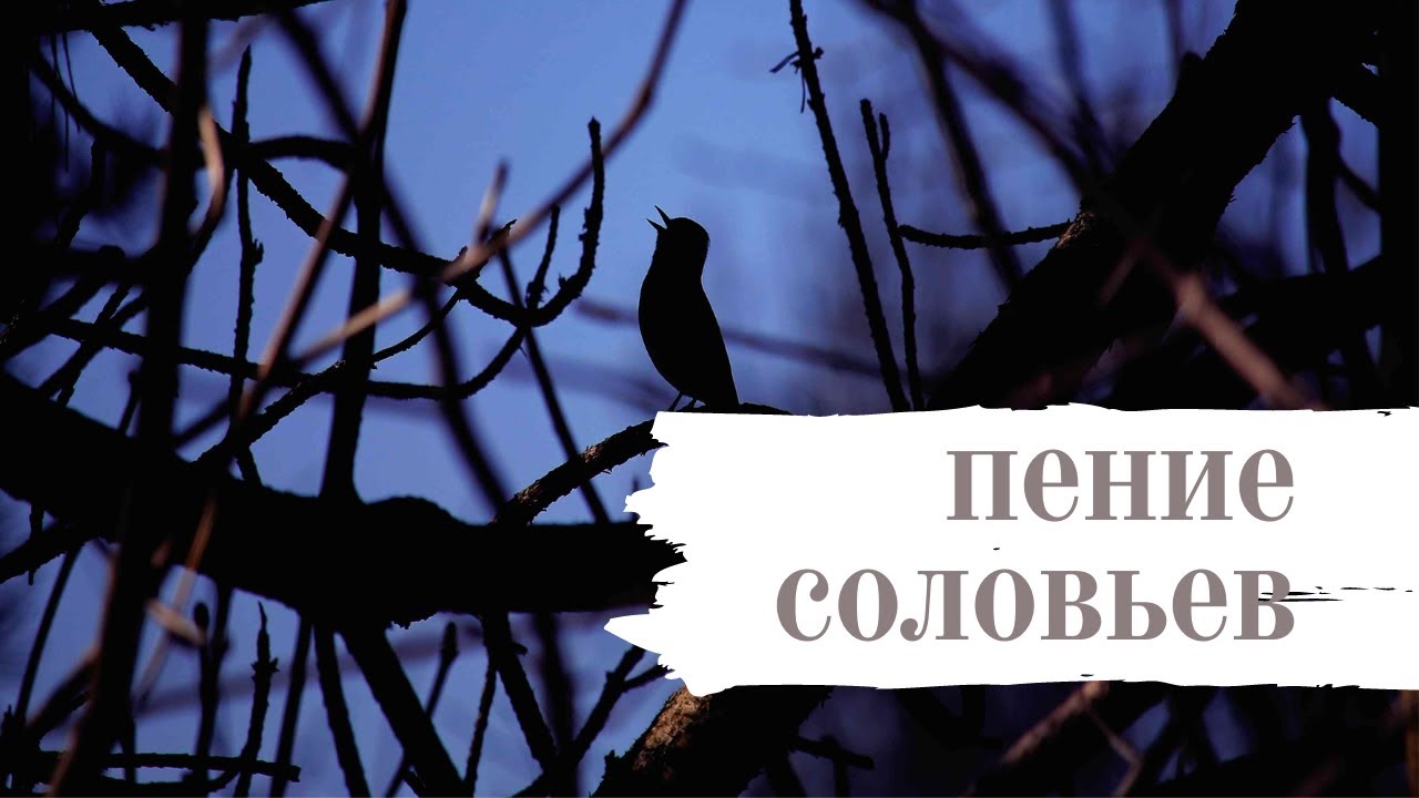 Послушать пение соловьев. Пение Соловьев на улице Новоселов.